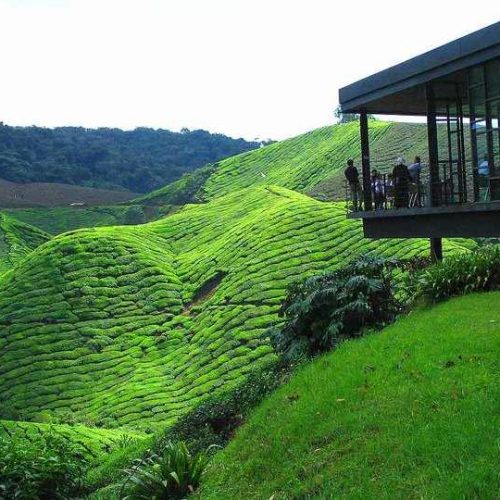Private_Day_Tour_Cameron_Highlands_from_Ipoh