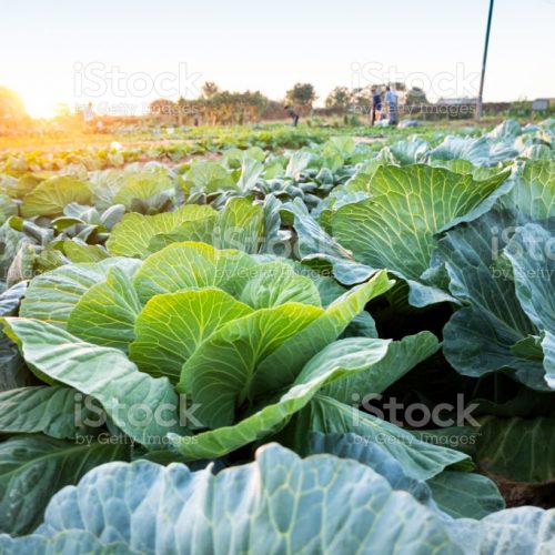 cabbage grow in the field