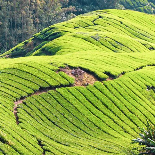 slider-cameron-highlands